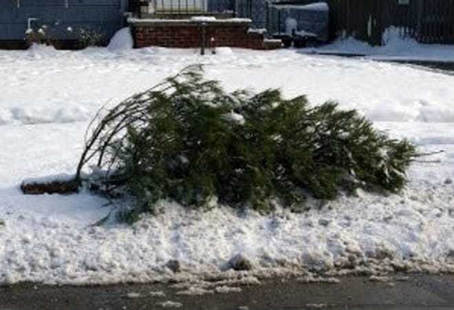 The Cit of Lincoln Streets and Alley Department will begin at 7 a.m. Wednesday, January 12 picking up discarded Christmas trees. [FILE PHOTO]