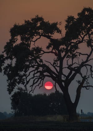 The sun is transformed into a glowing red orb by the smoky skies as it sets beyond an oak tree on Ronald McNair Way and West Lane in Stockton. [CLIFFORD OTO/RECORD FILE 2017]