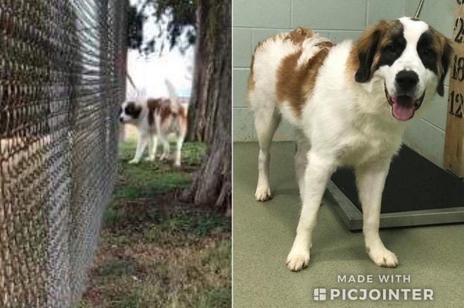 A Saint Bernard mix, now called John Doe, was left tethered to the fence at the Gaston County Animal Care and Enforcement shelter in Dallas on Dec. 22. The dog will be up for adoption Jan. 2. [PHOTO COURTESY GASTON COUNTY]