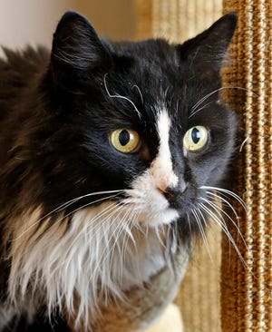 Regina is a 5-year-old, domestic long-haired cat available at Norman Animal Welfare, 3428 S Jenkins. She is spayed, current on shots and tests, and has an identifying microchip implant. The fee to adopt her is $60. For more information, call 405-292-9736. [PHOTO BY STEVE SISNEY, THE OKLAHOMAN]