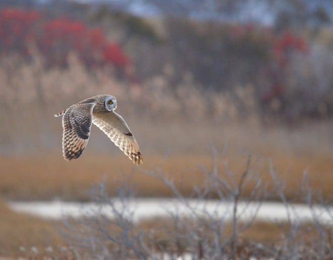 A short-eared owl flying over a local marsh.

[Martin Culpepper photo. Culpepper.nature.photos@gmail.com]