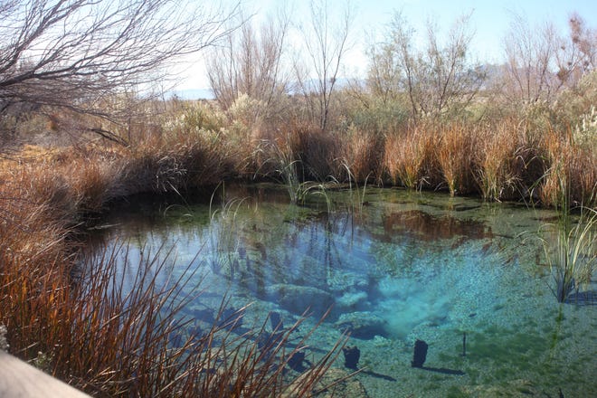 Delightfully clear and sweet, Longstreet Spring has provided life-giving water to many creatures, including early human settlers in Amargosa Valley, NV; Dec. 15 (Steve Stephens/Columbus Dispatch)