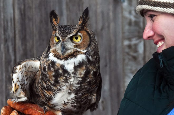 Gaia is a great horned owl and is one of the ambassadors at the Center for Wildlife used for education in schools and other venues. Executive Director Kristen Lamb loves the hands-on part of her job and considers the handling of the animals therapeutic.

[Deb Cram/Seacoastonline]