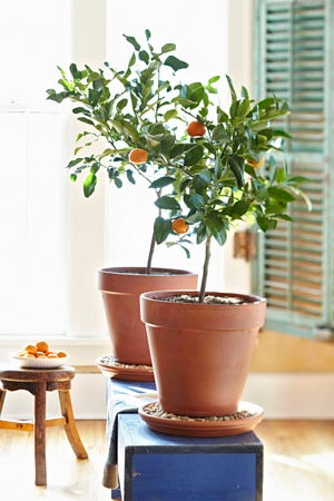 This photo provided by Lowe’s shows a dwarf citrus tree growing inside a home in Mooresville, N.C. (Lowes via AP)