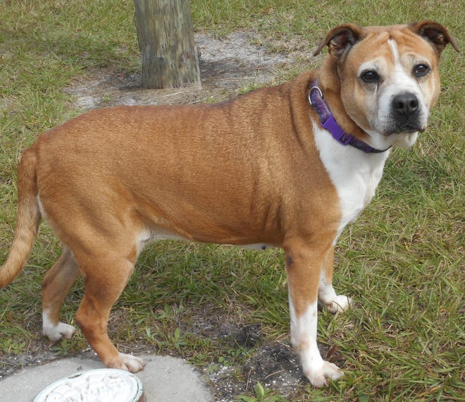 Jade is a 9-year-old spayed female retriever/boxer mix.