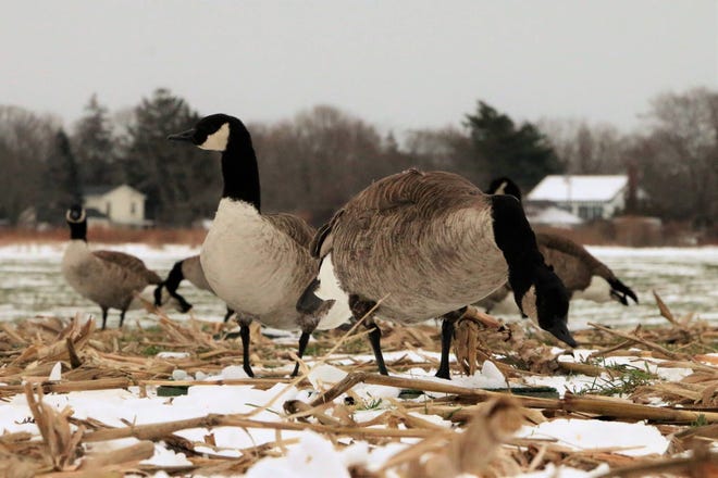 Canada geese are a good target for Georgia hunters in the colder winter months. (Submitted photo)