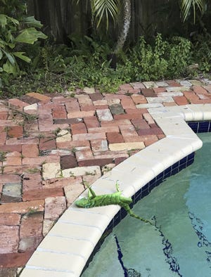 An iguana that froze lies near a pool after falling from a tree in Boca Raton, Fla., Thursday, Jan. 4, 2018. It's so cold in Florida that iguanas are falling from their perches in suburban trees. (Frank Cerabino/Palm Beach Post via AP)