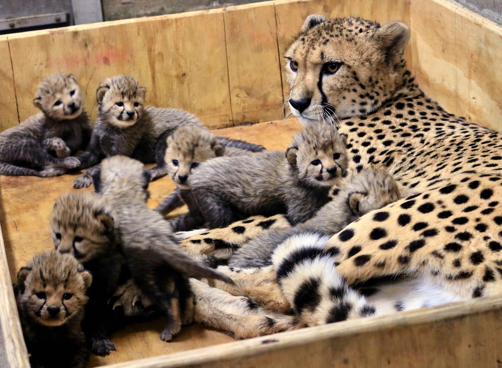 Record-breaking birth of 8 Cheetah cubs at St. Louis Zoo has Northeast  Florida connection