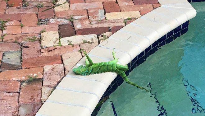 An iguana that froze lies near a pool after falling from a tree in Boca Raton, Fla., Thursday, Jan. 4, 2018. Itâ€™s so cold in Florida that iguanas are falling from their perches in suburban trees. (Frank Cerabino/Palm Beach Post via AP)