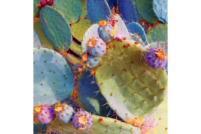 The Queen's Cactus by Todd Friedlander, who will be showing his digitally enhanced photos on canvas as part of the first Siskiyou Arts Museum show of 2018, beginning in February in Dunsmuir.
