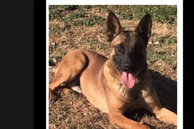 Dickinson County Sheriff Gareth Hoffman says the K-9, named Biz, died this past Friday afternoon. (Facebook)