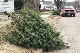 The city of Springfield's Public Works department will once again pick up and dispose of natural fir and evergreen Christmas trees from residents' homes starting Monday. File/The State Journal-Register