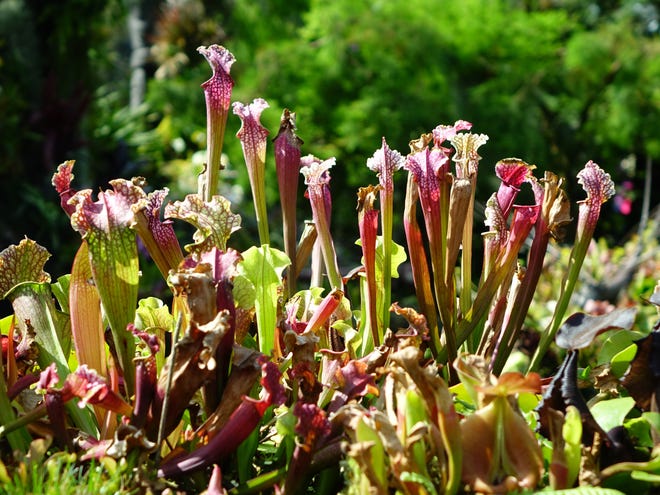 Pitcher plants, like most other carnivorous plants, thrive in full sun. [Pixabay]