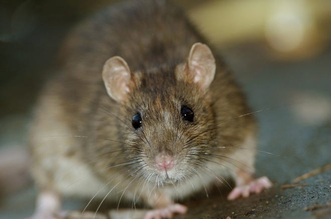 The city of Portsmouth points to a rising problem with rats in the downtown area in a recent court filing. A lawyer representing a downtown restaurant disputes the contention. [Thinkstock photo]