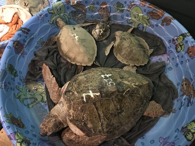 A loggerhead sea turtle, Kemp's ridley sea turtle and green sea turtle warm up in a kiddie pool at Gulf World Marine Institute in Panama City. More than 850 sea turtles have been brought in since a cold snap descended on the area Jan. 2. [GWMI/CONTRIBUTED PHOTO]