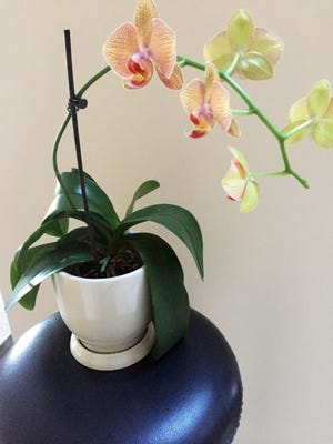 Hybrid Phalaenopsis will bloom its little heart out for many months. [CONTRIBUTED PHOTO]