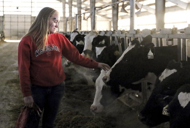 In this Dec. 7, 2017, photo, Chippewa Valley Technical College student Katelynn Monson checks on a cow at Denmark Dairy in Colfax, Wisconsin. Increasingly, the folks caring for the cows, monitoring their health and managing the herd are women, according to agriculture educators in west-central Wisconsin. The animal science management program at Chippewa Valley Technical College has seen female applicants climb from a minority four years ago to about three-quarters of the total for 2018-19, according to program director Adam Zwiefelhofer. (Marisa Wojcik/The Eau Claire Leader-Telegram via AP)