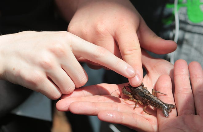 Mosley High School students touch a Panama City crayfish in May 2016. The U.S. Fish and Wildlife Service seeks to have the species, found only in Bay County, listed as threatend under the Endangered Species Act. [HEATHER HOWARD/NEWS HERALD FILE PHOTO]