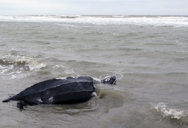 FILE - In this March 12, 2015, file photo, a rare leatherback sea turtle named Yawkey moves off the beach and returns to the the Atlantic Ocean at Isle of Palms, S.C., after it was treated at the South Carolina Aquarium. Federal ocean managers are collecting information and comments until Feb. 5, 2018, on a petition from a fishing group asking it to move the leatherback off the United States list of endangered animals. Leatherbacks live all over the world's oceans and have been listed as endangered by the U.S. since 1970. (AP Photo/Bruce Smith, File)