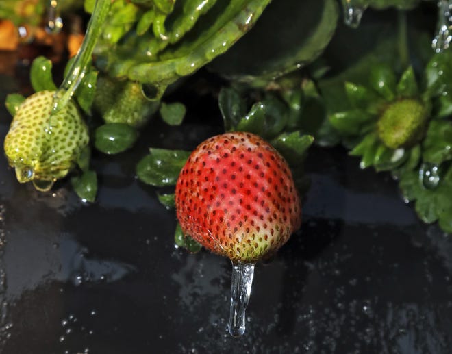 A thin layer of ice covers strawberry plants Jan. 4, 2018, in Plant City. [AP Photo / Chris O'Meara]