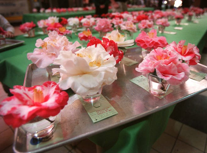 The Aiken Camellia Show has been going strong for 70 years. Blooms will be on display Jan. 20 at First Presbyterian Church in downtown Aiken. The Augusta Camellia Show follows two weeks later on Feb. 3. FILE/STAFF