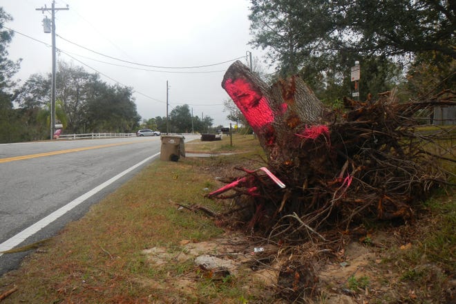 South of Clermont, a stump is what remains of a tree that came down during Hurricane Irma. The red paint appeared about a week ago, according to residents. [LINDA CHARLTON / CORRESPONDENT]