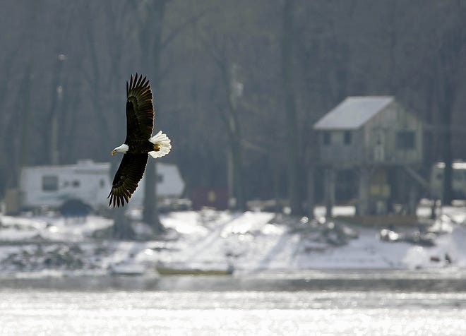 An eagle soars over the Mississippi River while fishing Jan. 20, 2007 during Bald Eagle Appreciation Days on the riverfront in Keokuk. [Scott Morgan/thehawkeye.com]