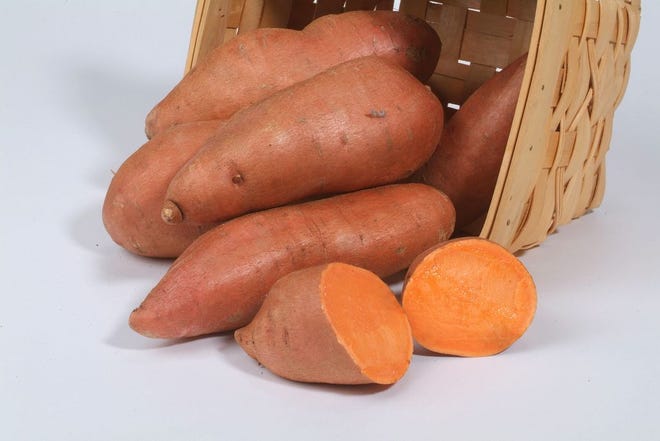 Evangeline sweet potato variety.