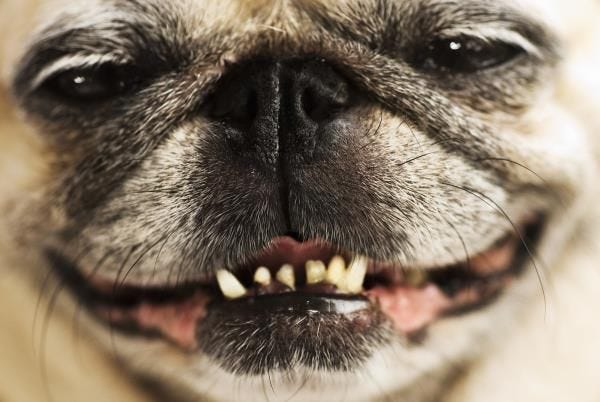 Bad Breath in Pets Could Be a Sign of Poor Health