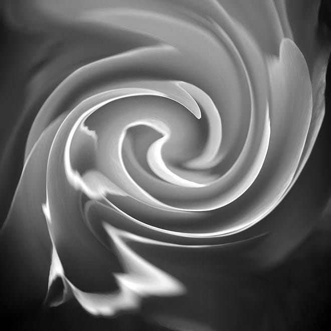 "Rose Vortex" from photographer Nick Zungoli's new show ìUp Close" at his Exposures Gallery, 357 Kings Highway, Sugar Loaf. [PHOTO PROVIDED]
