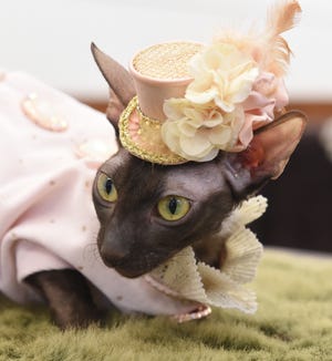 Zsa Zsa was one of three Cornish Rex cats wearing dresses and hats during the Fashionista Cats Day event held at the Feline Historical Museum in Alliance on Friday, Jan. 19.