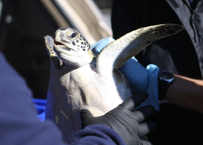 Gulf World employees look over a cold stunned green sea turtle. Employees have worked to rehabilitate over 850 cold-stunned sea turtles this month and will return most of them to the Gulf of Mexico on Friday. [PATTI BLAKE/THE NEWS HERALD]