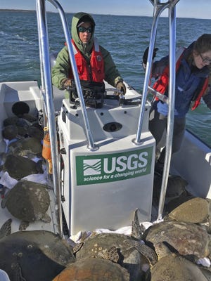 In this photo provided by U.S. Geological Survey, sea turtle scientist Margaret Lamont pilots a boat loaded with 52 cold-stunned sea turtles scooped out of St. Josephs Bay in the Florida Panhandle. Lamont said cold-stunned sea turtles began appearing in St. Joseph Bay in early January 2018 as freezing temperatures gripped the region and water temperature in the Gulf of Mexico plummeted. "It's now over 1,000, maybe up to 1,100," she told the Tampa Bay Times, referencing the number of turtles that had been collected so far from the bay. Usually that number is about 30 or 40. [U.S. GEOLOGICAL SURVEY via AP]