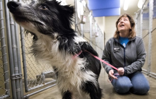 Kelly Erie, public relations and volunteer coordinator at the Siouxland Humane Society, holds border collie mix Raven Jan. 9 at the Sioux City shelter. Raven is one of three dogs left at the shelter that were transferred in from the Happy Day Humane Society in Big Spring, Texas, in the wake of Hurricane Harvey. The shelter is expecting to receive another group of dogs from hurricane-stricken areas later this month. [Tim Hynds/Sioux City Journal]