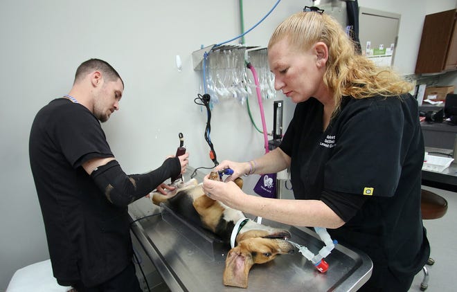 Michael Guthrie and Brandy Gibson prep a beagle named "Peanut" for his neutering procedure Tuesday moring, Jan. 16, 2018, at Low Cost Spay and Neuter on West Franklin Boulevard in Gastonia. [Mike Hensdill/The Gaston Gazette]
