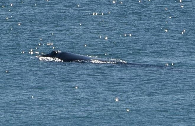 A North Atlantic right whale was spotted Monday in the northern Gulf of Mexico off Panama City Beach in Florida, an unusual location to see the species. So far this year, there has been a dearth of sightings of right whales along the country’s southern coastline, where they typically give birth. The species is critically endangered and experts say it could be functionally extinct in 20-25 years. [Photo by Neal Hart courtesy of NOAA]