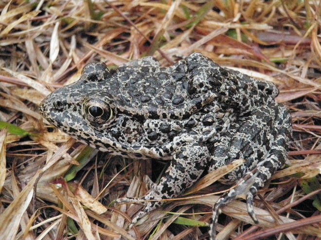 A dusky gopher frog, one of the worldís most endangered species, sits in the DeSoto National Forest in Mississippi. [File AP photo]
