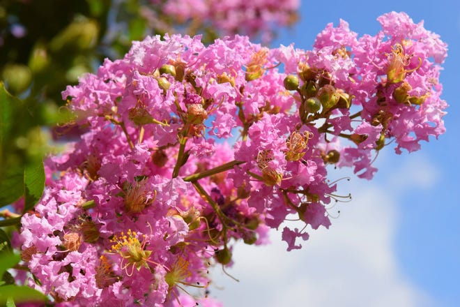 Severely trimming a crape myrtle tree is unnecessary and may harm the plant. (Thinkstock photo)