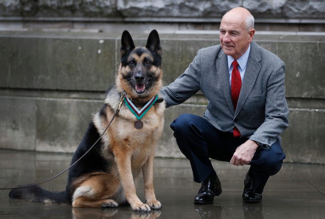 John Wren from New York, who was 4 years old when Chips the family pet dog returned from the war effort, with Military working dog Ayron who received the PDSA Dickin Medal, the animal equivalent of the Victoria Cross, on Chips' behalf, in London, Monday, Jan. 15, 2018. Chips was a US Army dog who protected the lives of his platoon during the invasion of Sicily in 1943. (AP Photo/Kirsty Wigglesworth)
