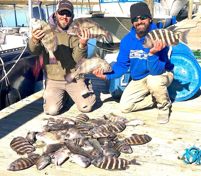 Captains Brad Stewart (left) and Jimmy Armel show a catch of sheepshead, black sea bass and black drum they harvested last weekend while fishing offshore artificial reefs. (Courtesy of American Fishing Charters)