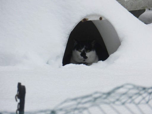 Keep outdoor animals warm in winter