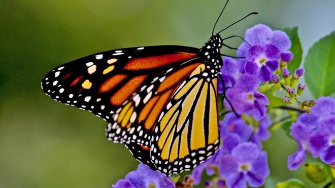 Gardeners are using more pollinator-friendly plants in their gardens. Diana C. Kirby for American-Statesman