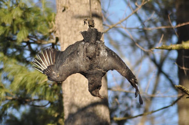 A vulture effigy hangs from a tree.
