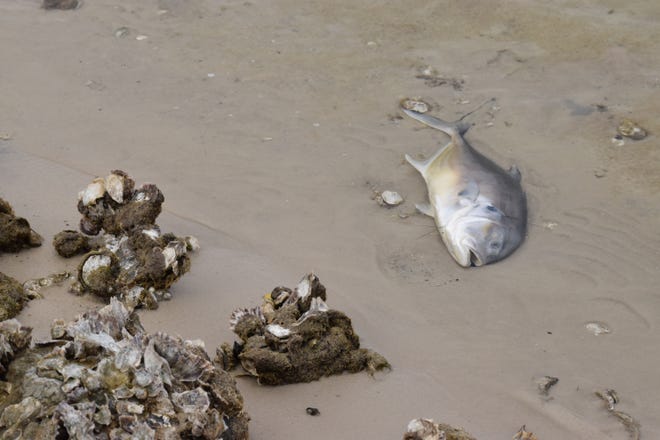 A dead Jack Crevalle fish lies near Norriego Point in Destin on Wednesday. [ANNIE BLANKS/THE LOG]