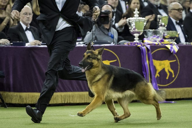 Rumor, Westminster Best in Show, 2017. “The Road to Westminster Dog Show” begins Feb. 11 at 8 p.m. EDT on Nat Geo Wild. [Nat Geo Wild]