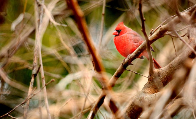 Dyck Arboretum will host a program on creating bird habitats tonight in Hesston. {File/HutchNews]