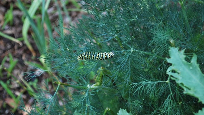 Dill creates a great environment for butterflies and their caterpillars. Contributed by Judy Barrett