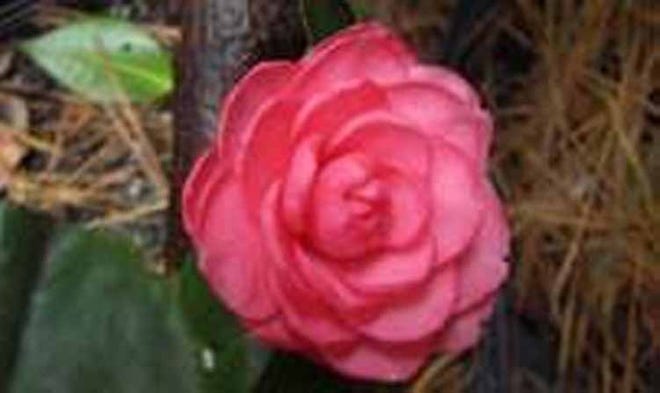 Eden's very own camellia is called Virgie's Eden. [SPECIAL TO THE LOG]