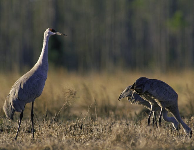 A trio of rare Mississippi sandhill cranes on their national refuge in Mississippi. [Photo by U.S. Fish and Wildlife Service.]