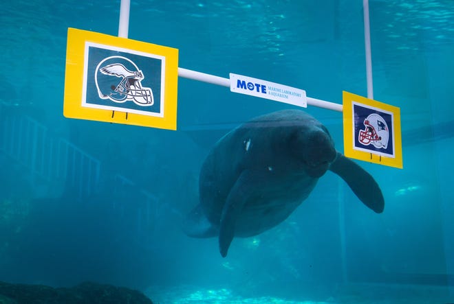 Hugh, one of two resident manatees at Mote Marine Laboratory's Marine Mammal Center in Sarasota, picks the New England Patriots to win the Super Bowl. Buffet, Hugh's half-brother, picked the Philadelphia Eagles in Thursday's event. Buffet has a history of lucky guesses; his chosen team won eight of the past 10 years. Hugh has picked correctly six of 10 years. [Herald-Tribune staff photo / Dan Wagner]